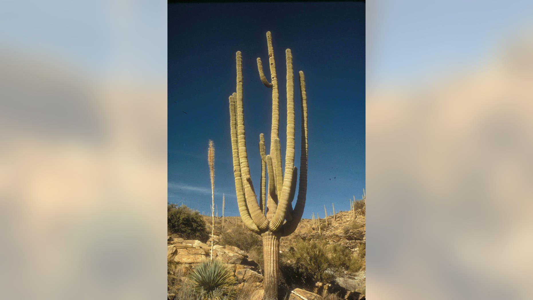 Saguaro National Park is in southern Arizona