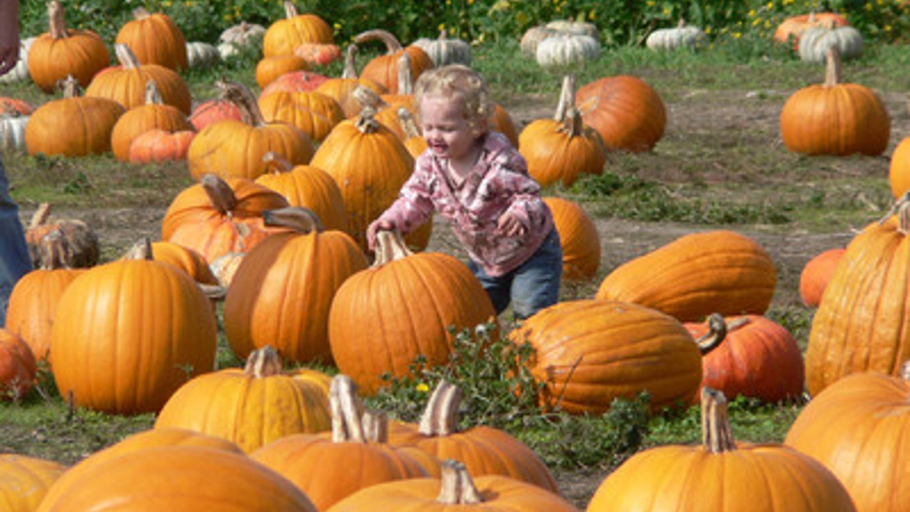 Pumpkin picking in Half Moon Bay, California.