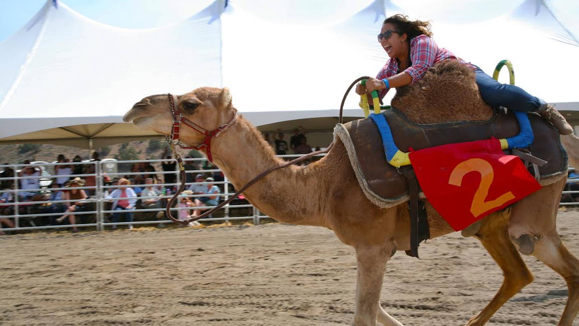 Hold on tight. That camel is a speed demon.