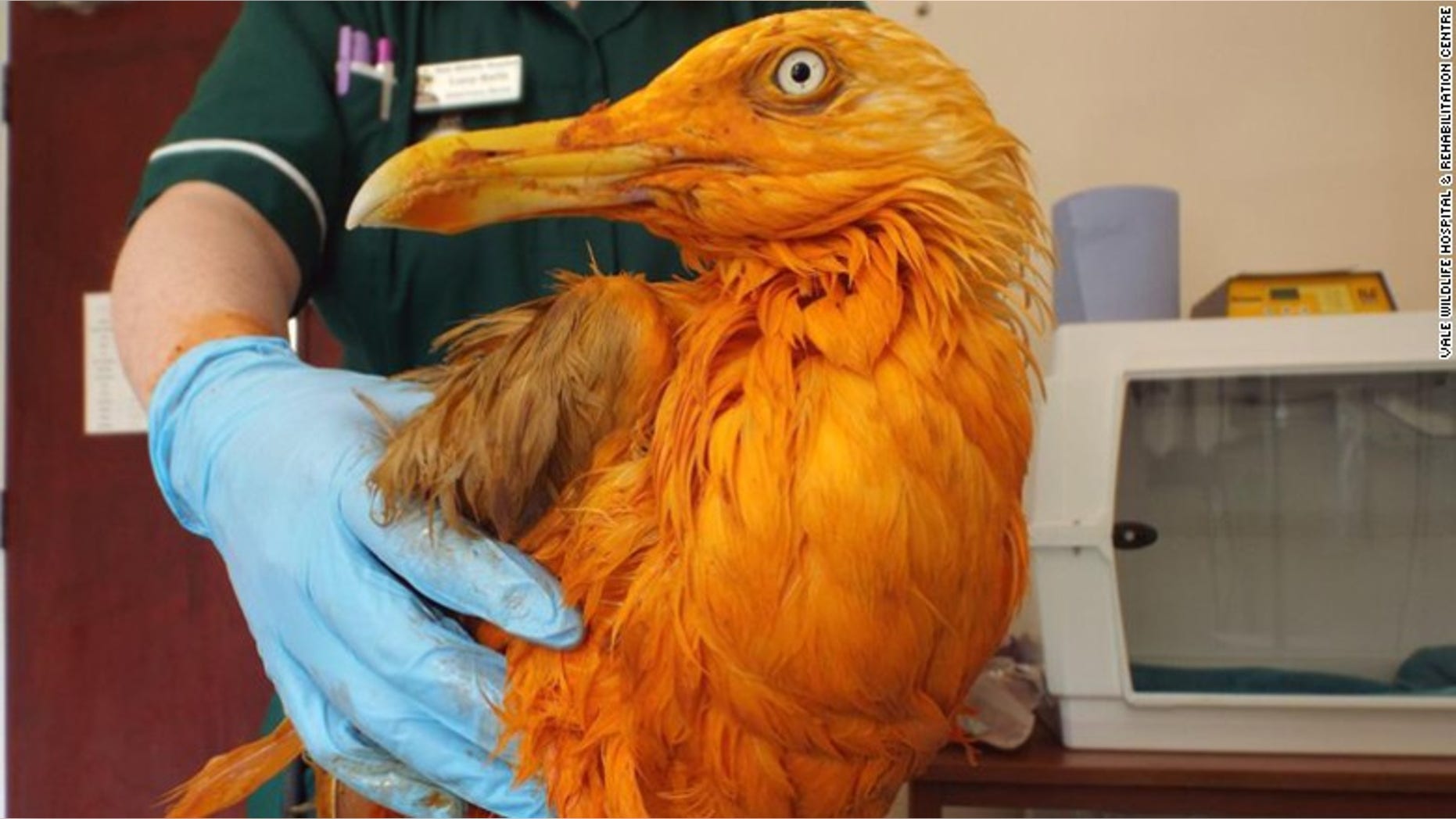 In this image dated Monday June 6, 2016, supplied Friday June 10, 2016, the seagull rests at Vale Wildlife Hospital near Tewkesbury, Wales, after falling into a container of the bright orange thick sticky Indian spice dish, chicken tikka masala. The spices turned the bird orange.