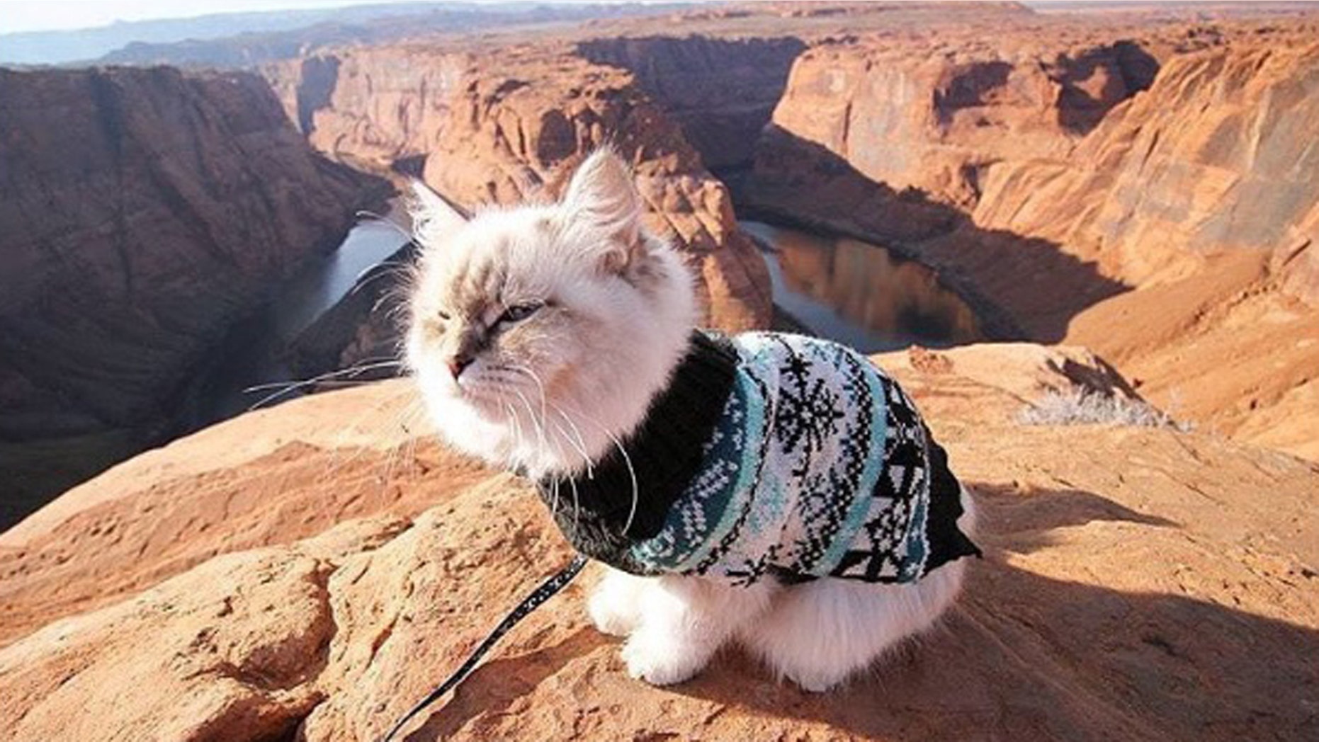 Skye, a Siberian with over 2200 Instagram followers, conquers the "meowtains."