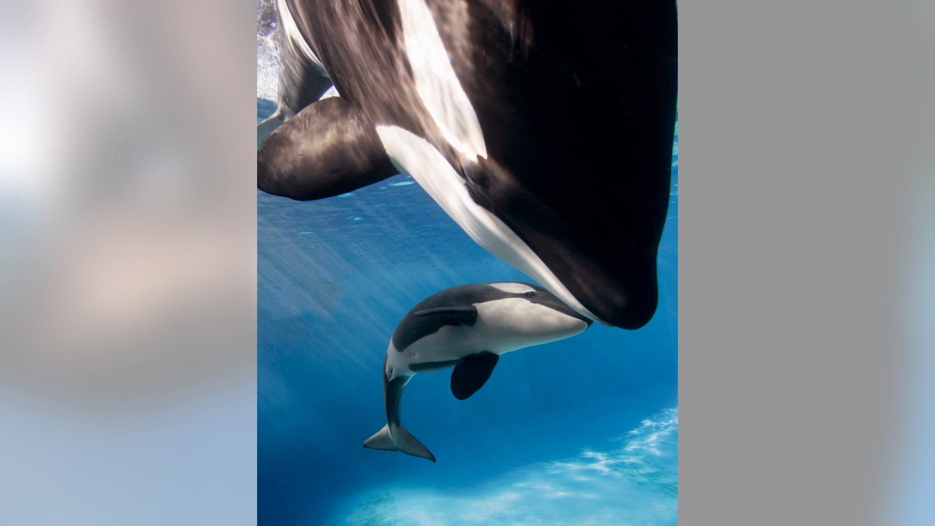Killer whales Kalia and her daughter Amaya swim together at SeaWorld San Diego’s Shamu Stadium.