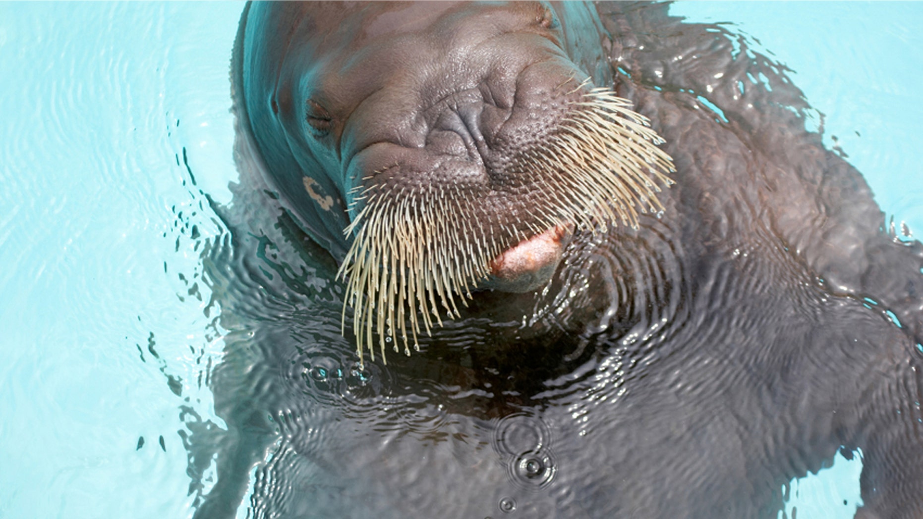 A male tourist and the walrus' trainer were dragged underwater by the animal and died before emergency personnel could save them. There are currently no barriers at the walrus exhibit, which remains open.