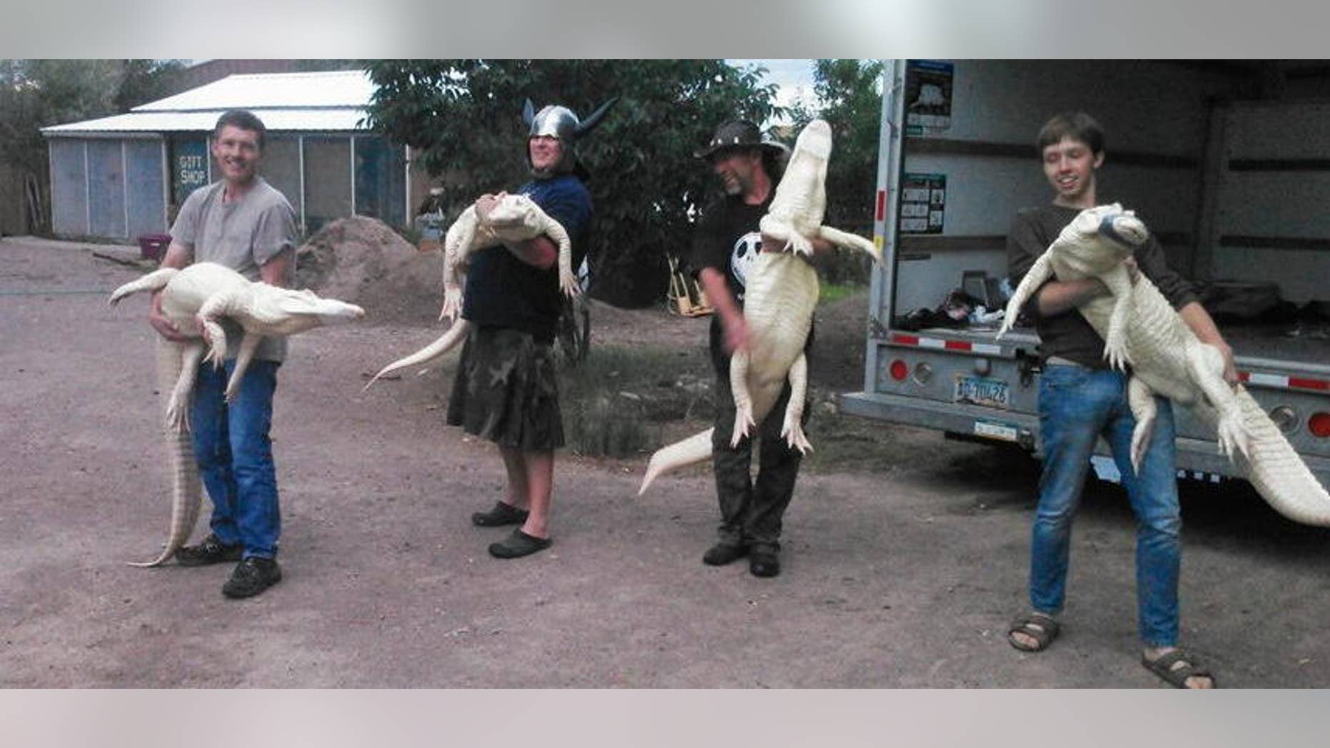 Gator wrangles bring albino gators into their new habitat.