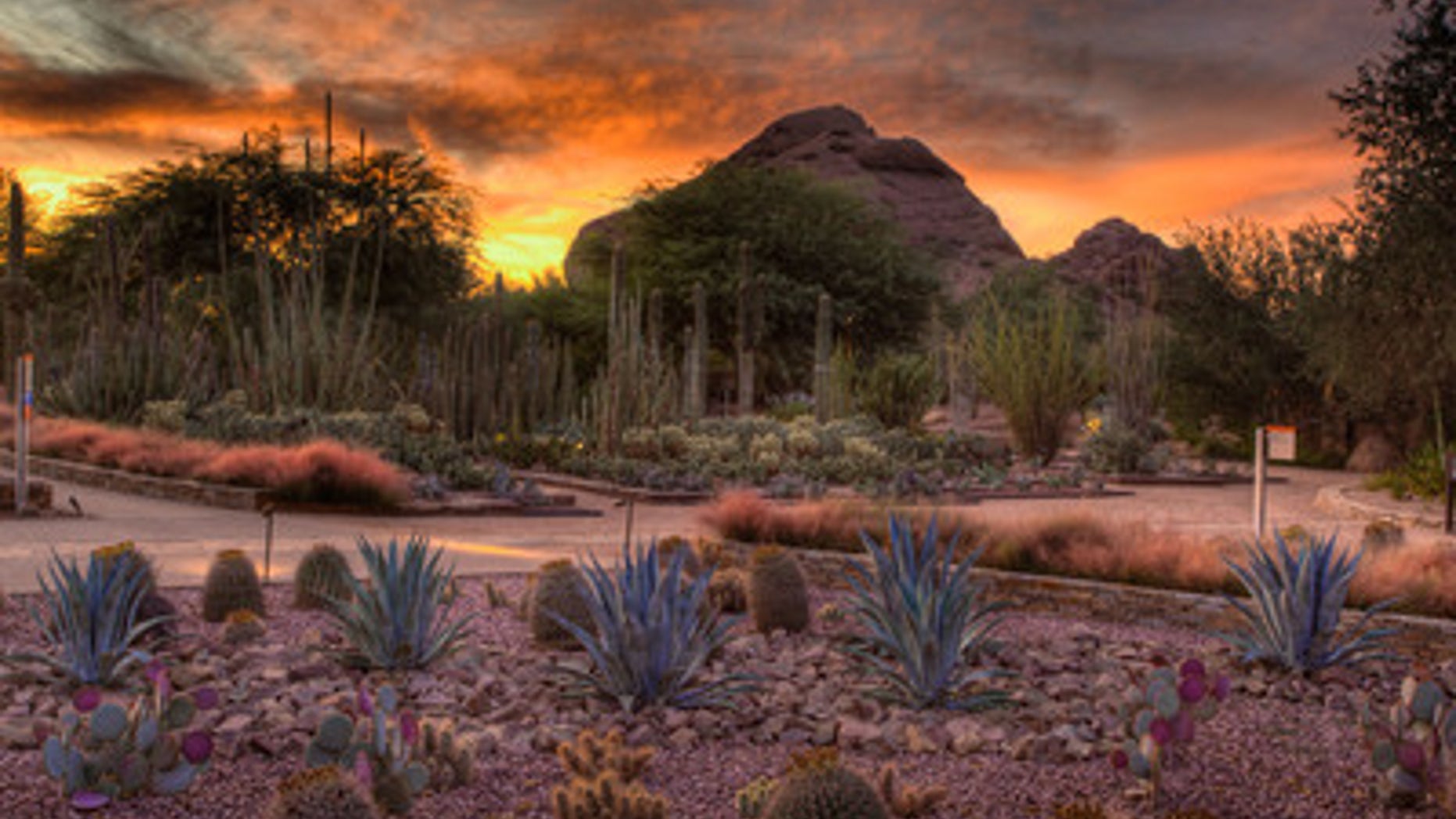 Desert Botanical Garden Ottosen Entry Garden at sunset.
