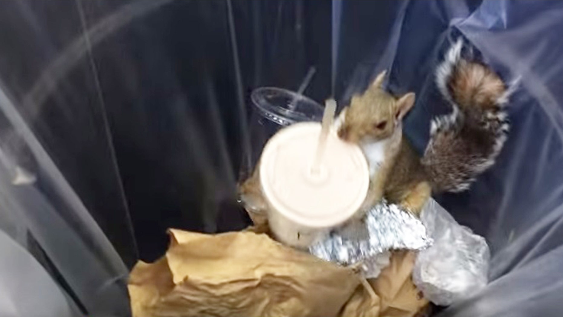 Sheer willpower: A squirrel finds a discarded milkshake and hoards it to safety.
