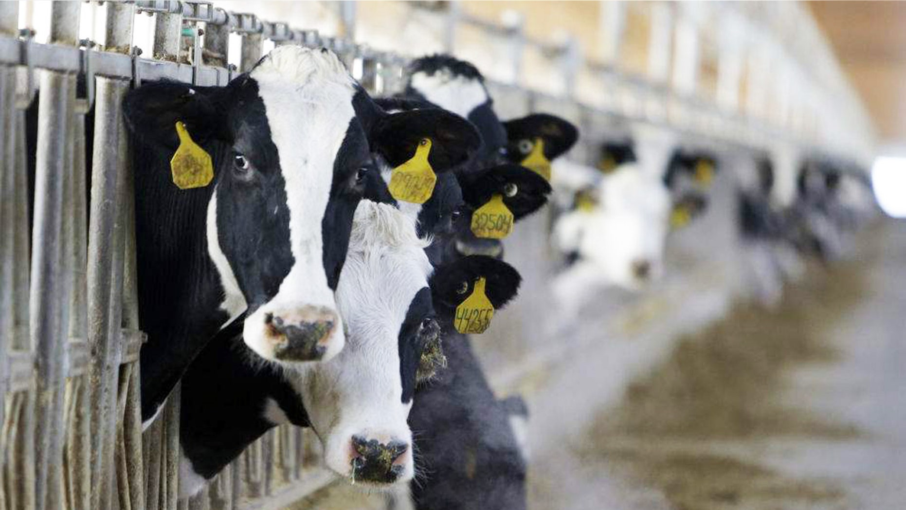 Republican presidential candidate Donald Trump's immigration policies could deplete the dairy industry's labor force.