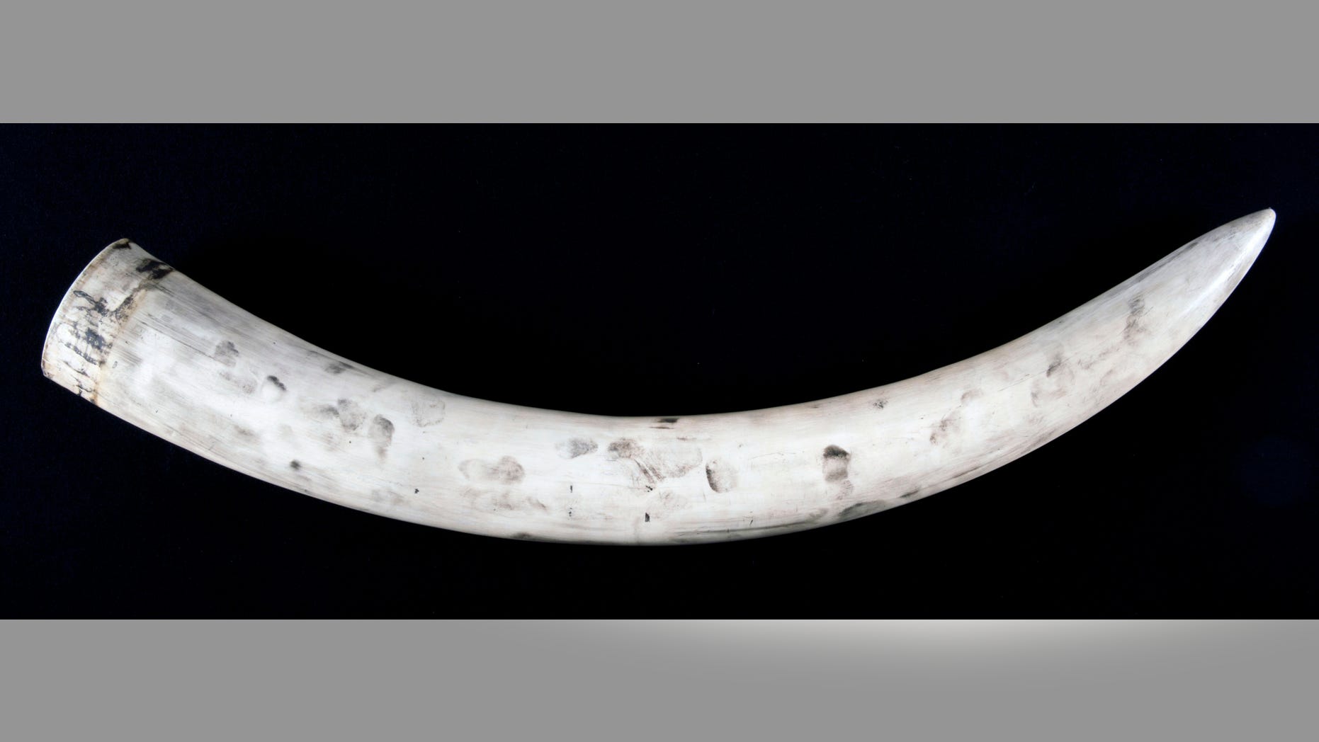 Example of fingerprints on full ivory tusk. (Metropolitan Police Service)