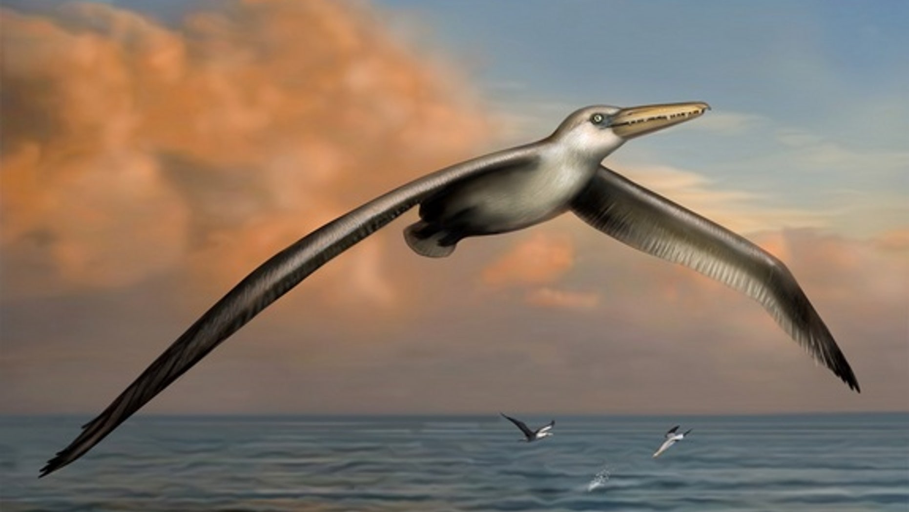 Here, an illustration of what may be the largest flying bird, an extinct beast with a wingspan of 20 to 24 feet (6.1 to 7.3 meters) that flew the skies some 25 million to 28 million years ago.