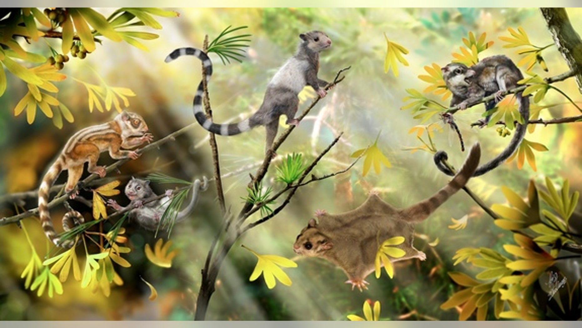 Here, a reconstruction of arboreal mammals in a Jurassic forest. The three animals on the left side represent three newfound species of euharamiyidan mammals that lived some 160 million years ago.