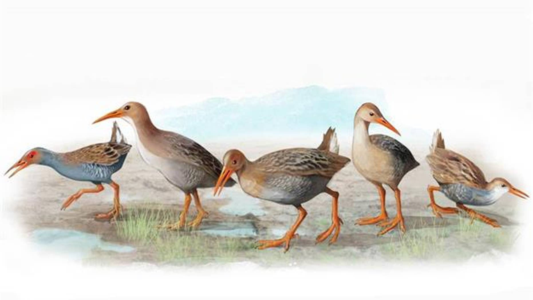 Artist's impression of the five extinct species discovered in Madeira and Azores. From left to right: Rallus carvaoensis, Rallus adolfocaesaris, Rallus montivagorum, Rallus lowei, Rallus "minutus". (José Antonio Peñas (Sinc))