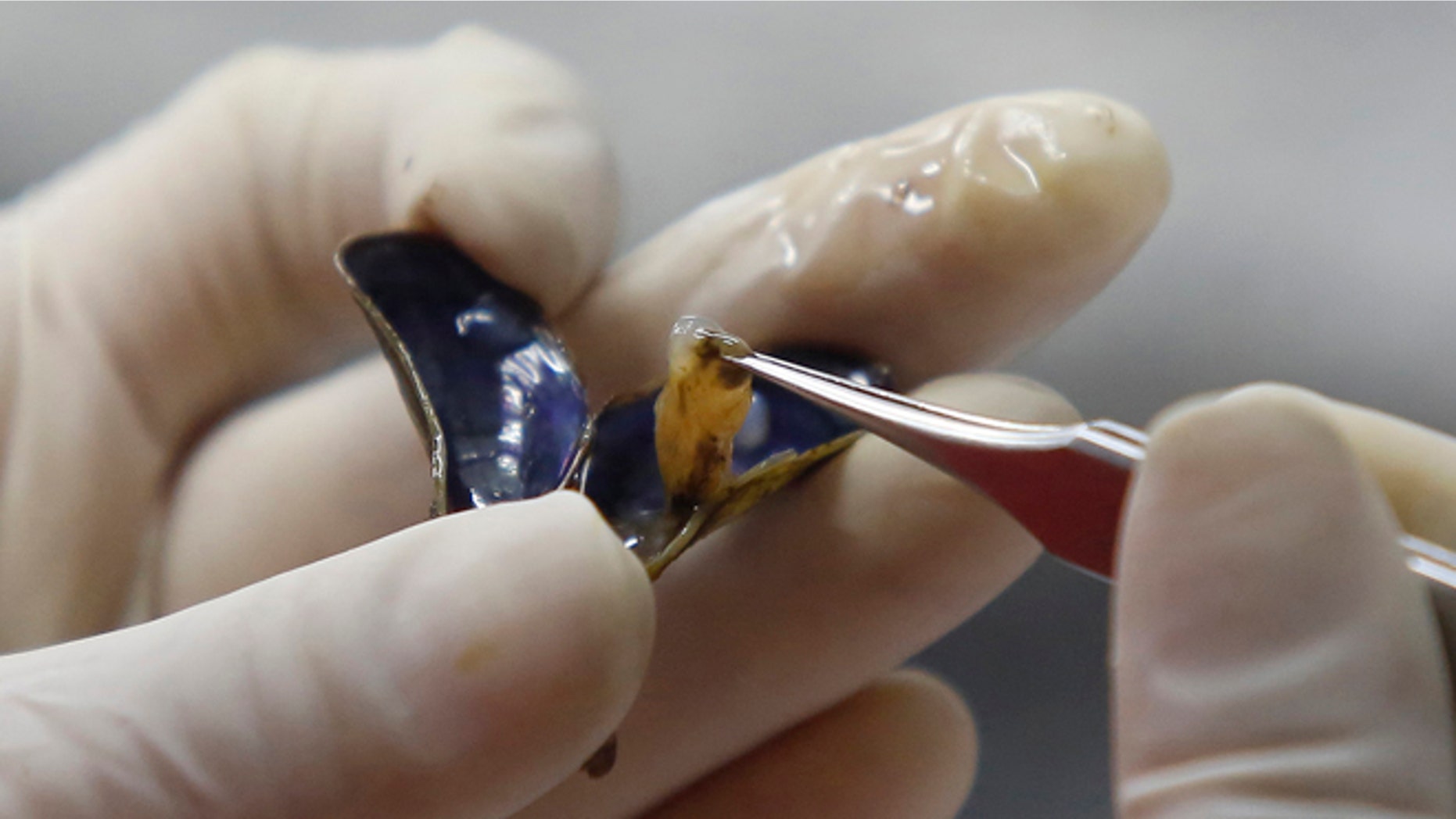 In this Jan. 29, 2015 photo, Brazilian researcher Marcela Uliano da Silva tweezes a golden mussel out of its shell at the Carlos Chagas Filho Biophysics Institute, in Rio de Janeiro, Brazil. Golden mussels are filter-feeders, sucking in water and filtering out plankton and other microscopic bits of plant and animal life. Their proliferation can alter phosphorous and nitrogen levels in the water, producing blooms of toxic algae that can be deadly to aquatic creatures and humans. (AP Photo/Leo Correa)