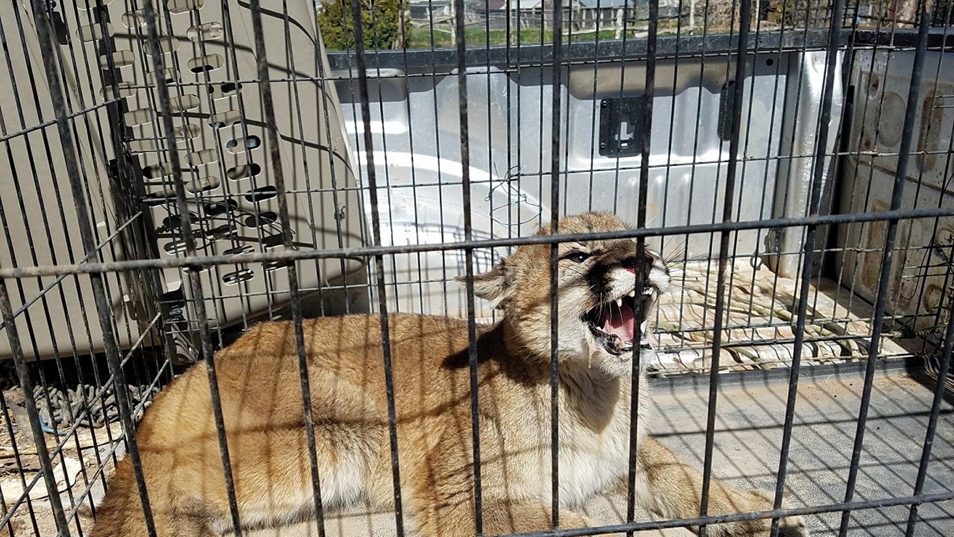 A mountain lion was apprehended Thursday in Fillmore City, Utah, according to a Facebook post from the Millard County Sheriff’s Office.