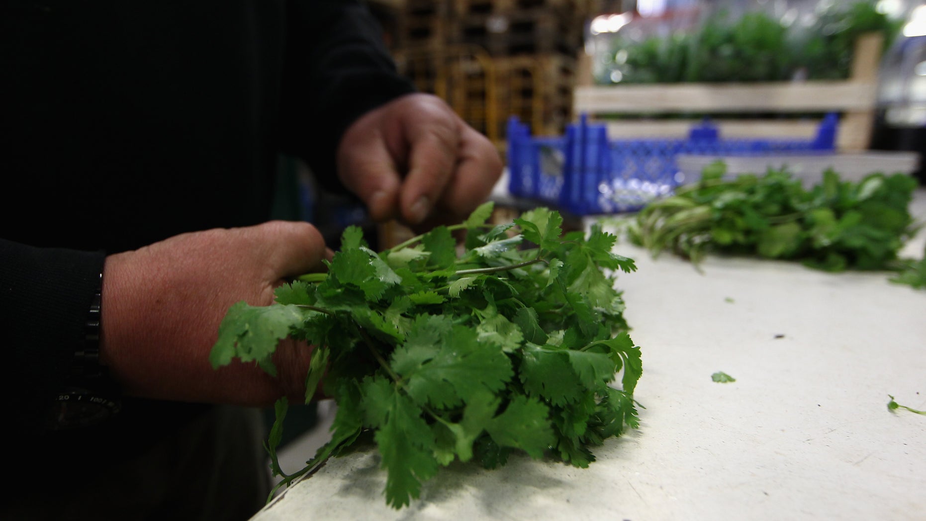 BERLIN - APRIL 20: A market supplier controlls coriander herbage at the central market on April 20, 2010 in Berlin, Germany. Imports of foreign foods such as Israeli herbage, Thai mangoes, Brazilian papayas, Tanzanian flowers and so on will cease as long as the flight ban continues. This will, inevitably, lead to shortages and eventual non-availability of these items and in the meantime prices will rise dramatically. (Photo by Andreas Rentz/Getty Images)