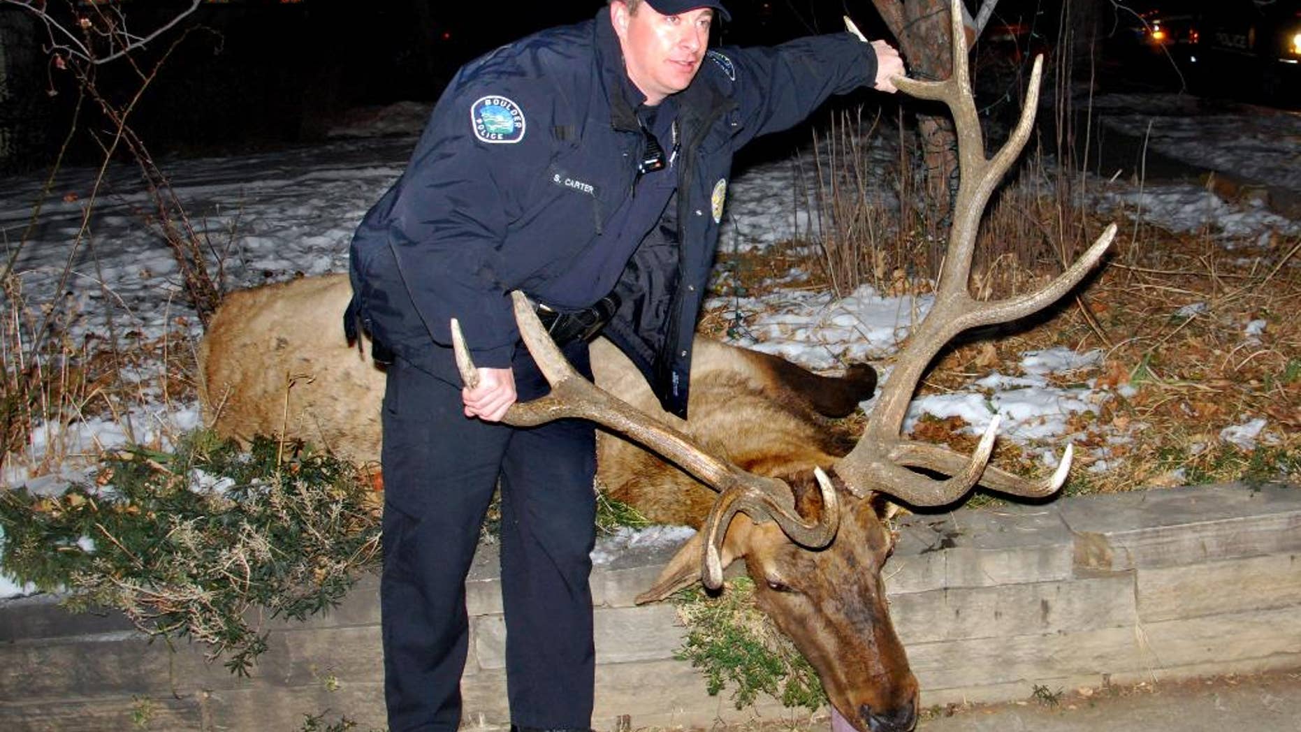FILE - This Jan. 1, 2013 photo provided by Lara Koenig, shows Boulder Police Officer Sam Carter, 37, posing with an elk he allegedly shot in Boulder, Colo. Carter, the former Boulder police officer convicted of killing the treasured bull elk, faces sentencing Friday, Aug. 29, 2014. District Attorney Stan Garnett has recommended that Carter be sentenced to one year in prison. In a court filing, he called Carter "flippant" and "arrogant" attitude toward his conviction in the shooting of the trophy elk known around town as "Big Boy." (AP Photo/Lara Koenig via The Daily Camera, File) NO SALES