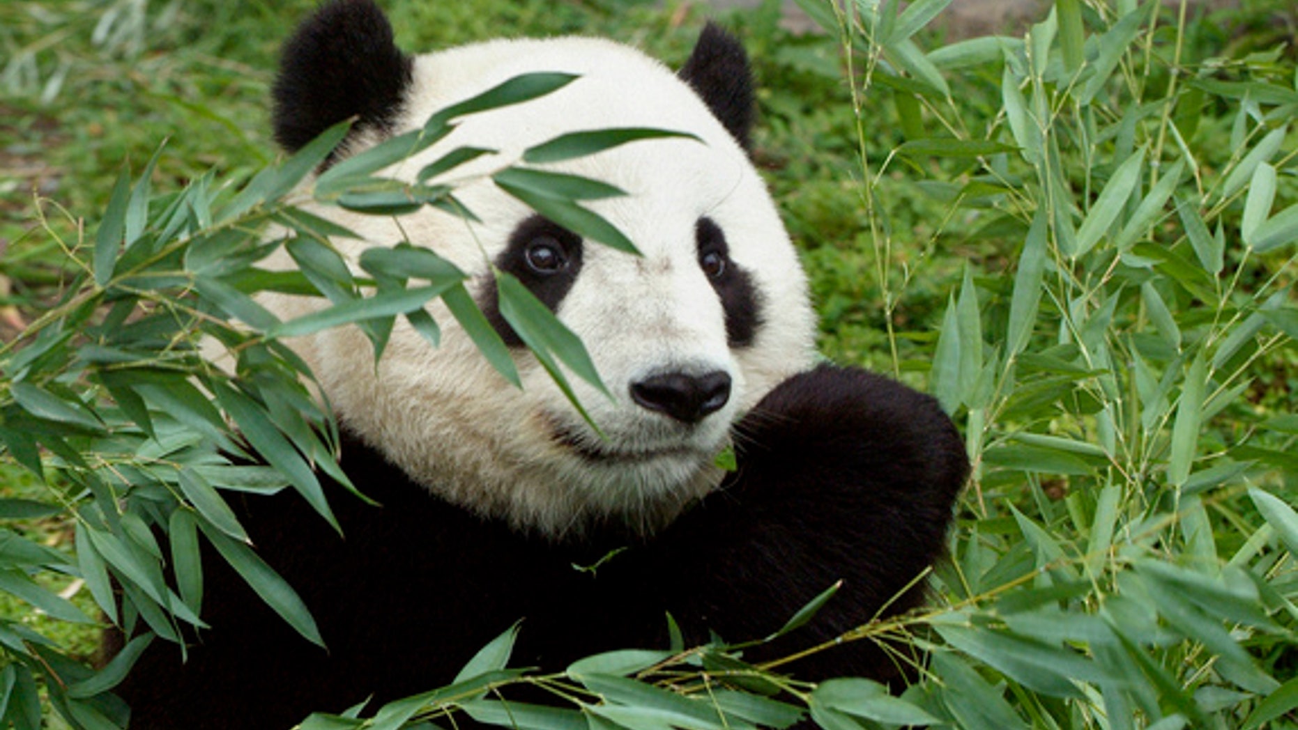 Tai Shan was born at 3:41 a.m. July 9, 2005, weighing only a few ounces at birth. The first cub for mother Mei Xiang (may-SHONG) and father Tian Tian (tee-YEN tee-YEN), he was conceived through artificial insemination March 11, 2005, in a procedure performed by National Zoo scientists and veterinarians.