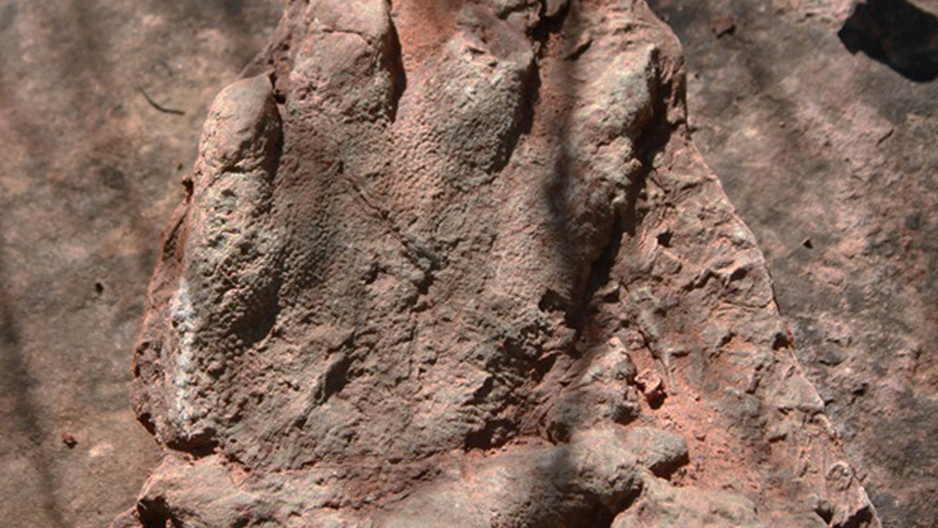 This photo made available by the Direccio General de Comunicacio del Govern of Catalonia on Monday, May 2, 2016, shows a footprint of a dinosaur discovered in early April by a person out walking in Olesa de Montserrat, 40 kilometers north of Barcelona. The government says the footprint of a dinosaur that roamed Spain 230 million years ago has been found in an excellent state of conservation in northeastern Catalonia. (Direccio General de Comunicacio del Govern of Catalonia via AP)