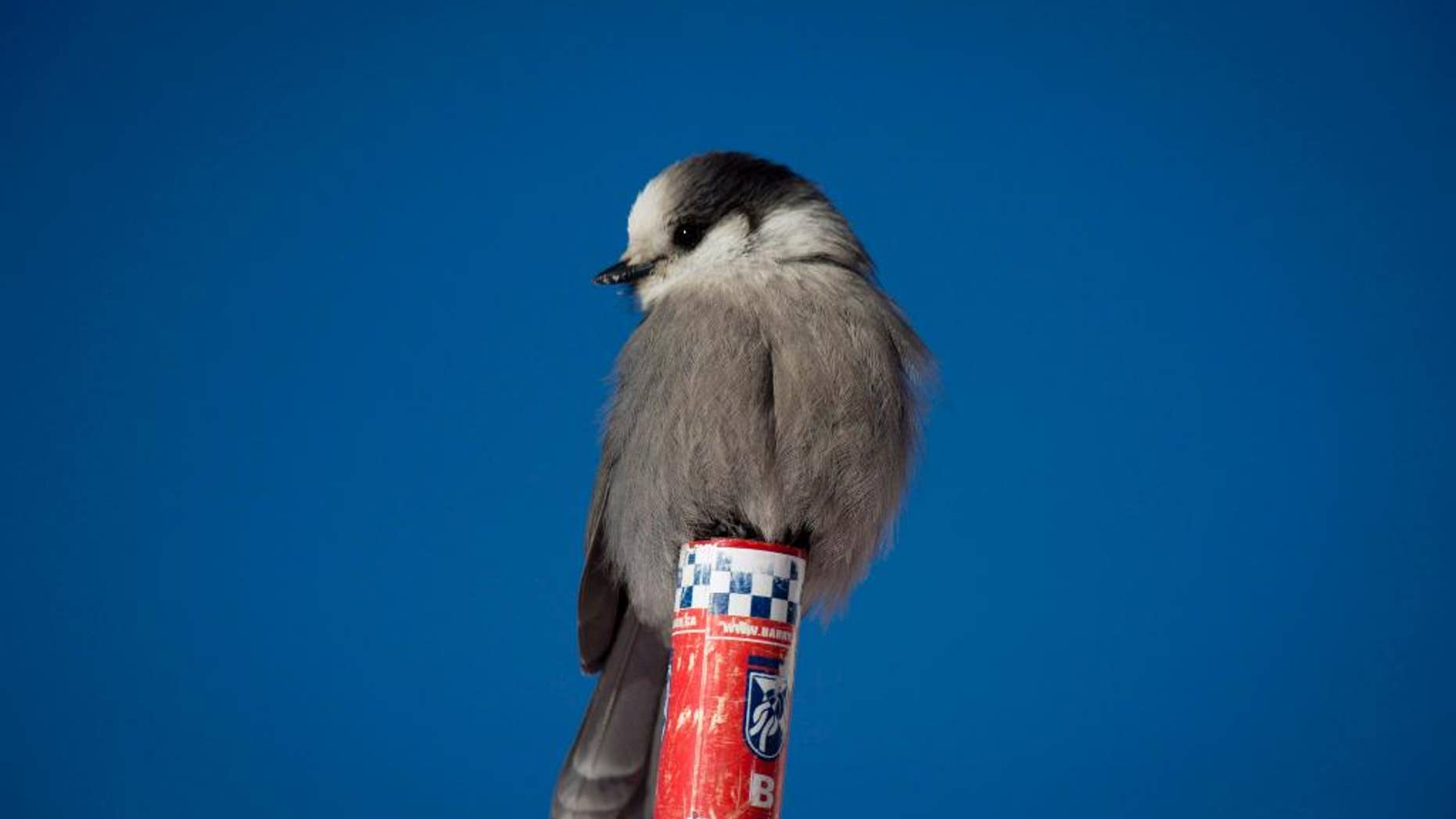 In this Dec. 7, 2013, file photo, a gray jay, also called a whiskey jack, sits on a post in Lake Louise, Alberta. The Royal Canadian Geographic Society says its choice for Canada's national bird epitomizes the best of the country's national traits: smart, hardy and friendly. The Society says the gray jay was the winner of a two-year search for a fitting avian Canadian representative. (Jonathan Hayward/The Canadian Press via AP)