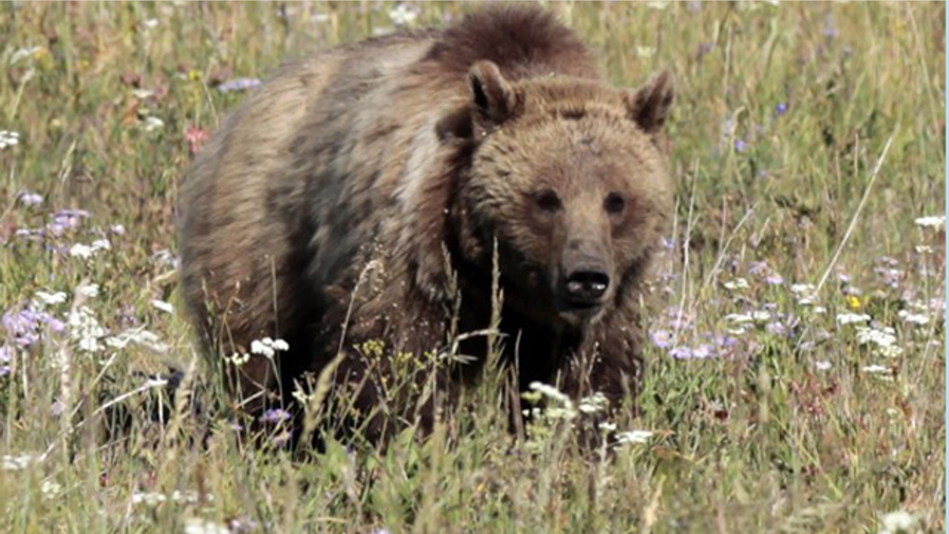 Pictured here is a grizzly bear.