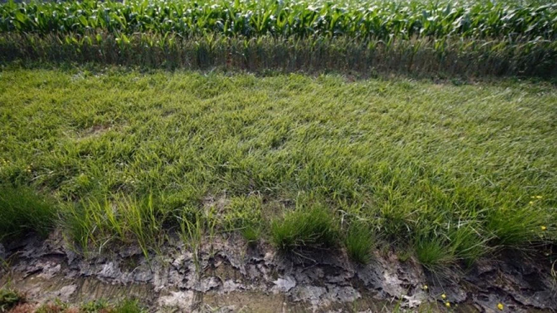 June 11, 2015: A dry water ditch next to a corn field in Cordova, Md.