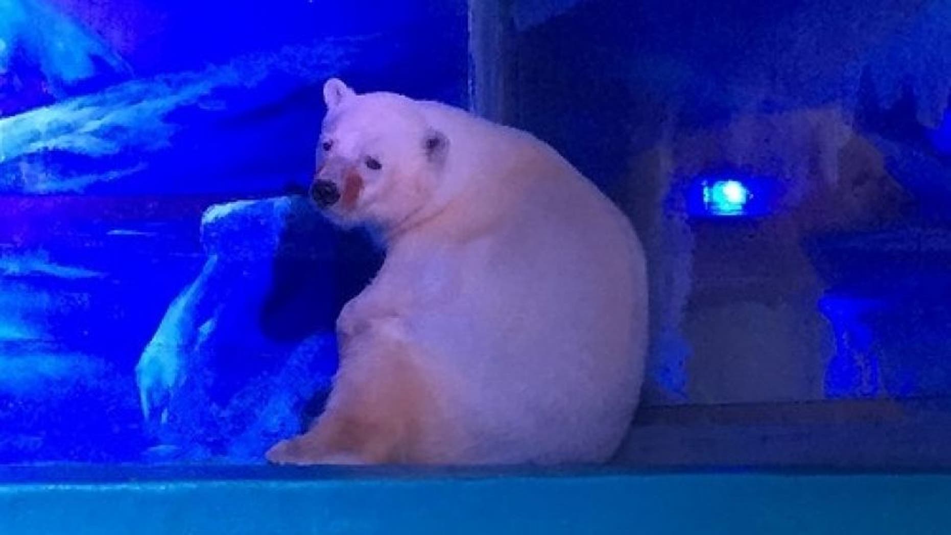 A polar bear at the Grandview Aquarium (Animals Asia)