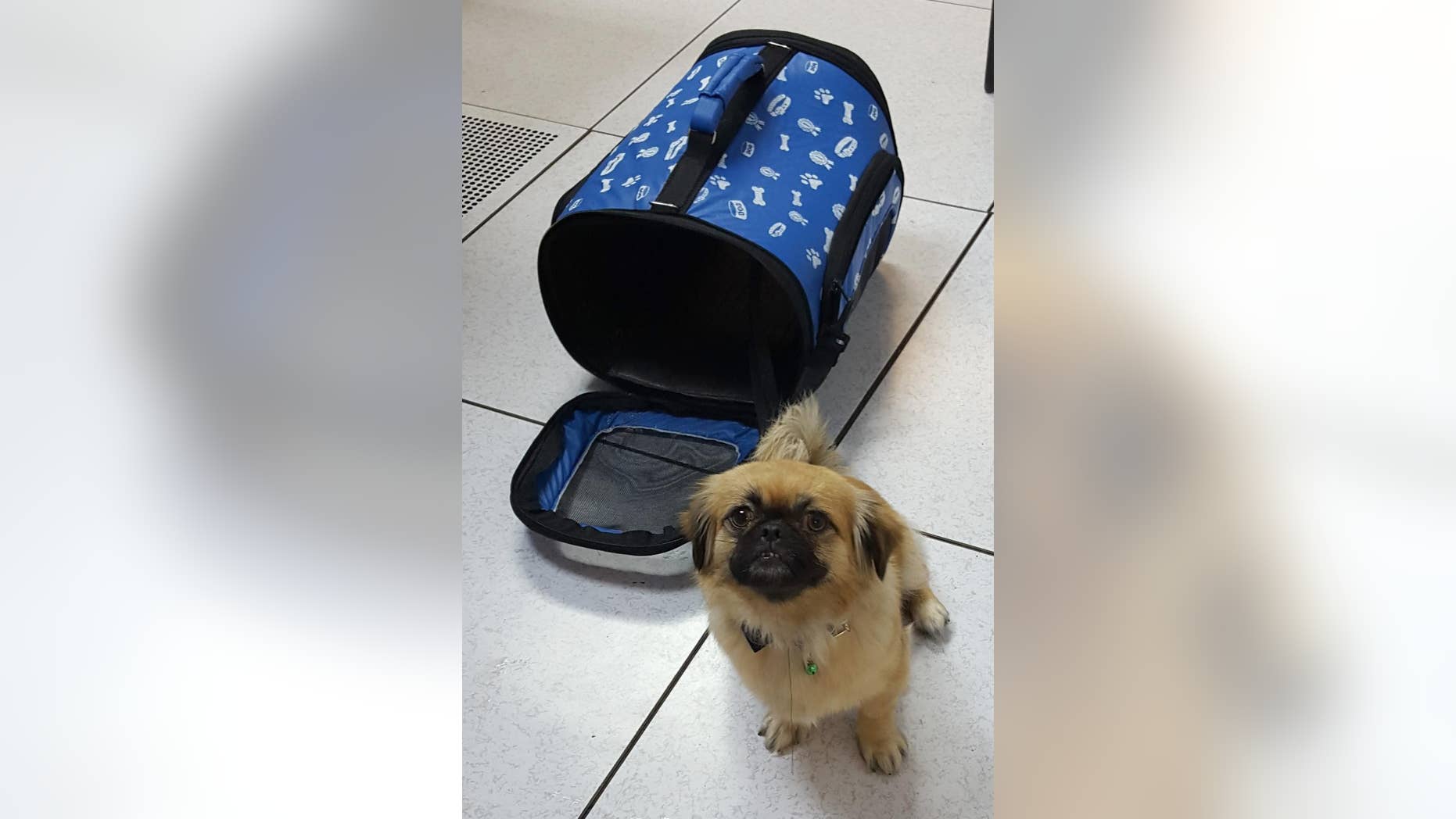 In this Thursday, April 14, 2016 photo, provided by the U.S. Customs and Border Protection, CPB, shows a dog that was rescued along with a group of 8 Cuban migrants from Mona Island, Puerto Rico. Officials say that a young child was part of the group and that the federal agency is temporarily caring for the dog. (U.S. Customs and Border Protection via AP)