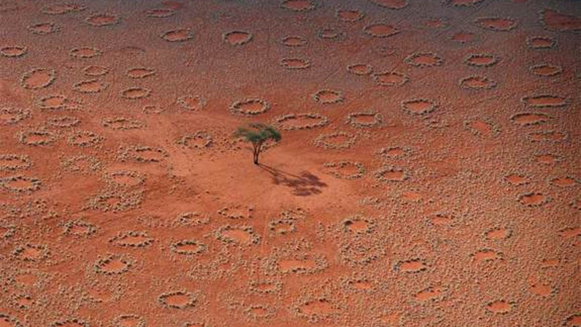 Fairy circles are circular patches of perennial grasses with a barren center that emerge in the deserts along the southwest coast of Africa. Here, numerous tracks of Oryx antelopes crossing fairy circles in an interdune pan, shown in this aeria