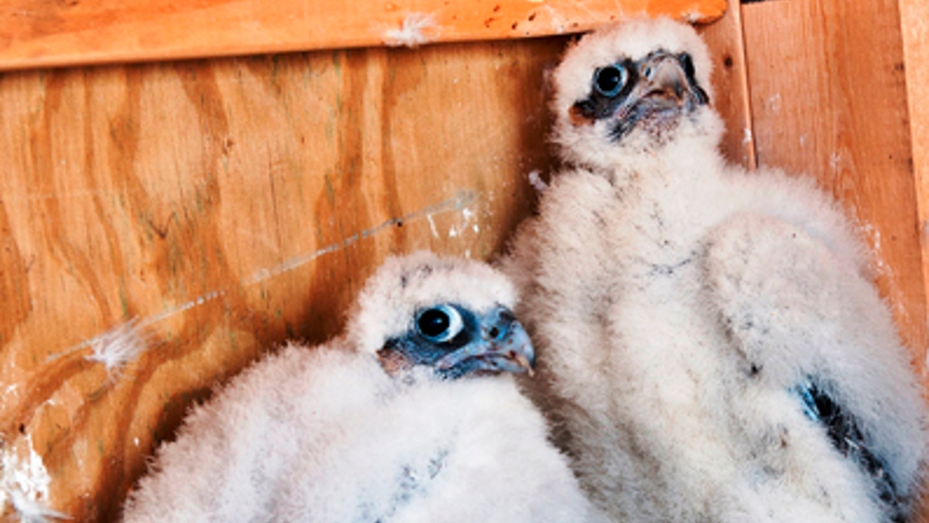 In this undated photograph provided by the Metropolitan Transit Authority, two female peregrine falcon chicks are shown in a nest box atop the 693-foot Brooklyn tower of the Verrazano-Narrows Bridge connecting Brooklyn and Staten Island in New York. The pair are are among three new sets of nine peregrine falcon chicks recently hatched atop MTA Bridges, including the Verrazano, the Throgs Neck Bridge, and the Marine Parkway Bridge. The photo shows Sunset, left, and Rose, who were named for nearby neighborhoods. (AP/MTA)