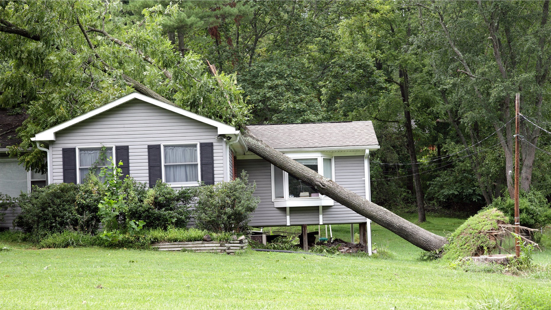 fallen-tree