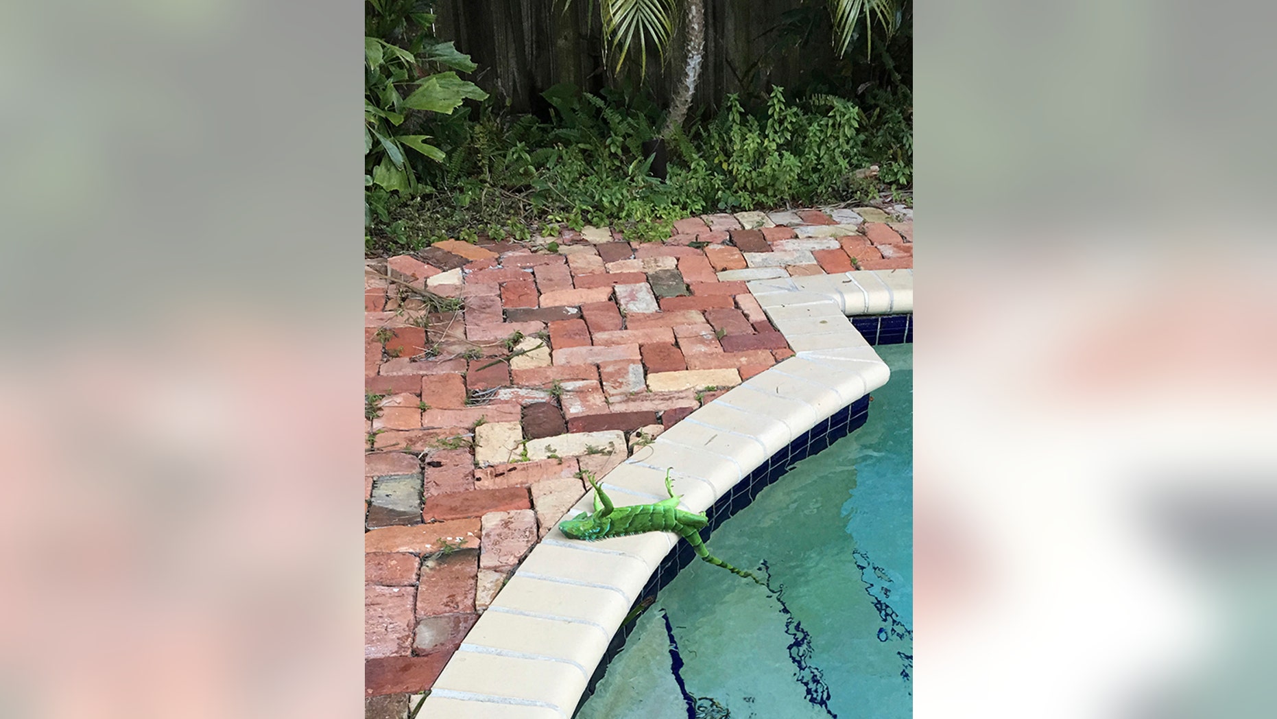 It's so cold in Florida, iguanas are falling from trees | Fox News