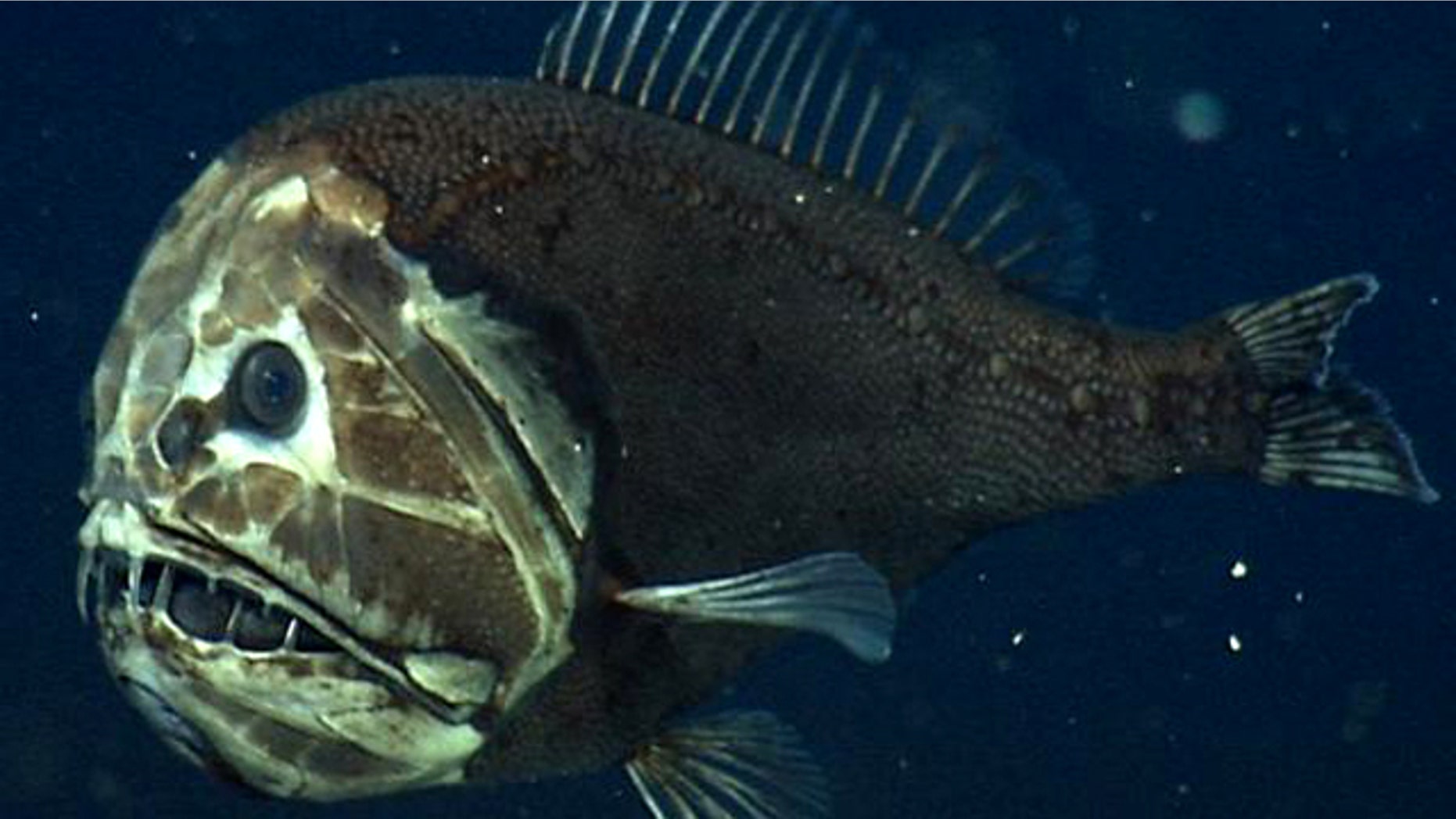 A fangtooth, photographed at about 2,600 feet (800 m.) below the surface of California's Monterey Bay. This fish's fierce appearance belies its size it's only about 5 inches (12 centimeters) long. But thanks to its huge mouth and teeth, a fangtooth can grab and eat fish and squid almost its own size.
