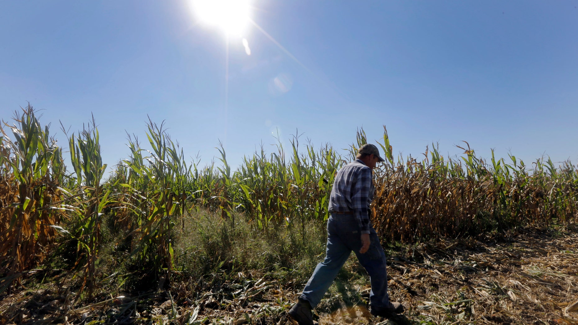 Larry Hasheider walks along one of his corn fields on his farm in Okawville, Ill.