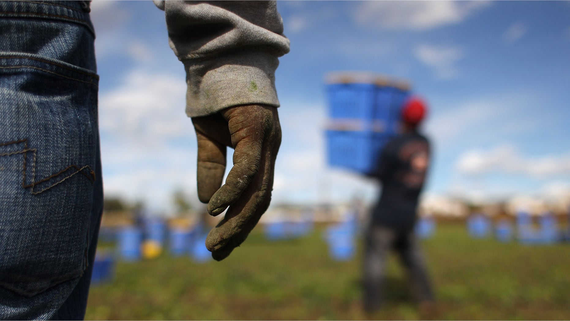 WELLINGTON, CO - OCTOBER 11: Mexican migrant workers harvest organic spinach at Grant Family Farms on October 11, 2011 in Wellington, Colorado. Although demand for the farm's organic produce is high, Andy Grant said that his migrant labor force, mostly from Mexico, is sharply down this year and that he'll be unable to harvest up to a third of his fall crops, leaving vegetables in the fields to rot. He said that stricter U.S. immigration policies nationwide have created a "climate of fear" in the immigrant community and many workers have either gone back to Mexico or have been deported. Although Grant requires proof of legal immigration status from his employees, undocumented migrant workers frequently obtain falsified permits in order to work throughout the U.S. Many farmers nationwide say they have found it nearly impossible to hire American citizens for labor-intensive seasonal farm work. (Photo by John Moore/Getty Images)