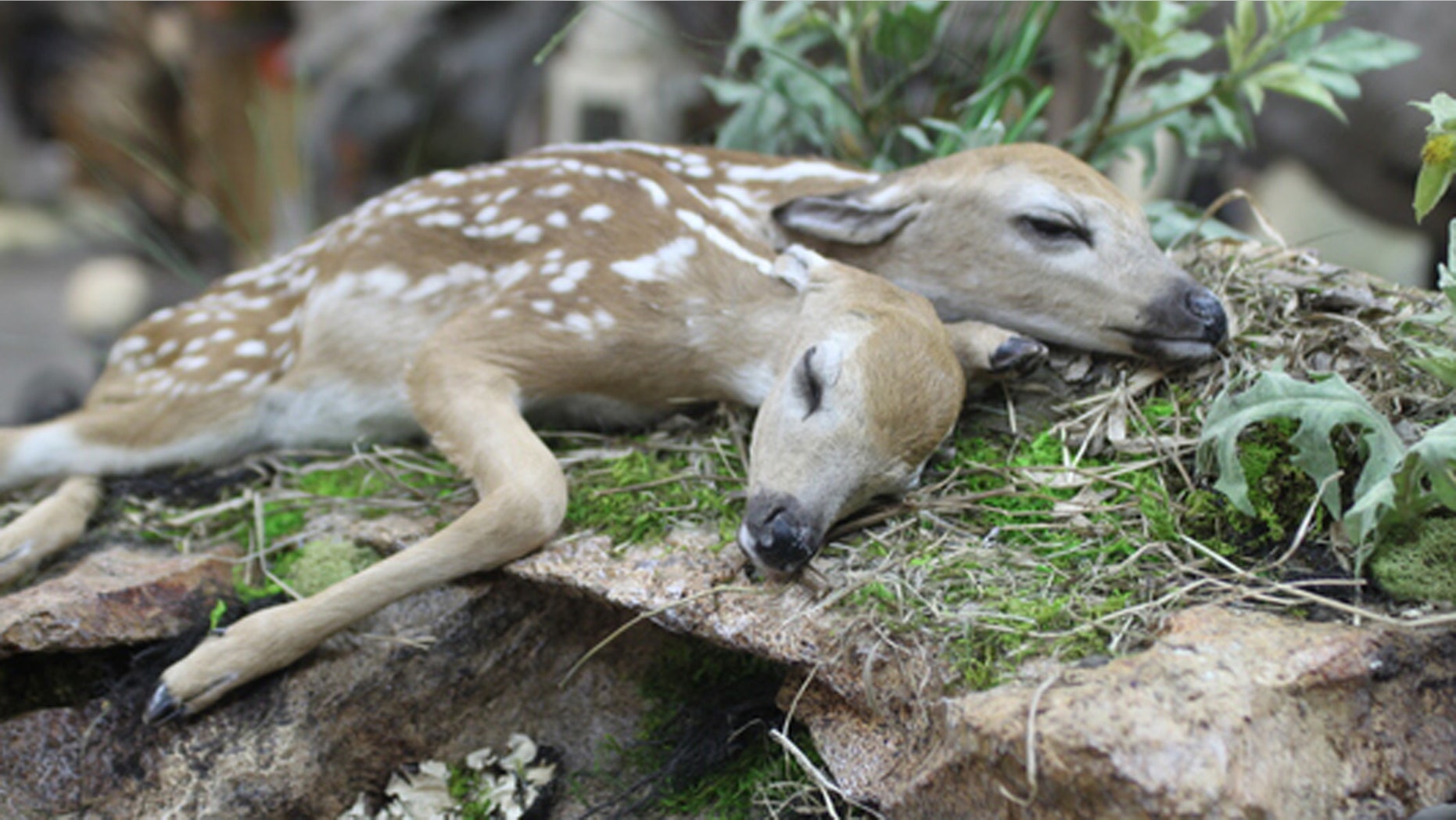 The conjoined fawns discovered in Minnesota in 2016 are the first recorded case of conjoined white-tailed deer brought to full-term and born, according to a recently published study. The fawns have since been mounted on a bed of greenery by a taxidermist.