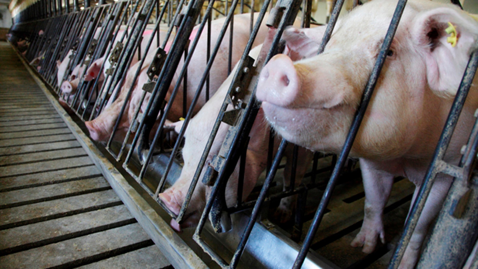 Researchers Identify New Strain Of Deadly Pig Virus In US | Fox News