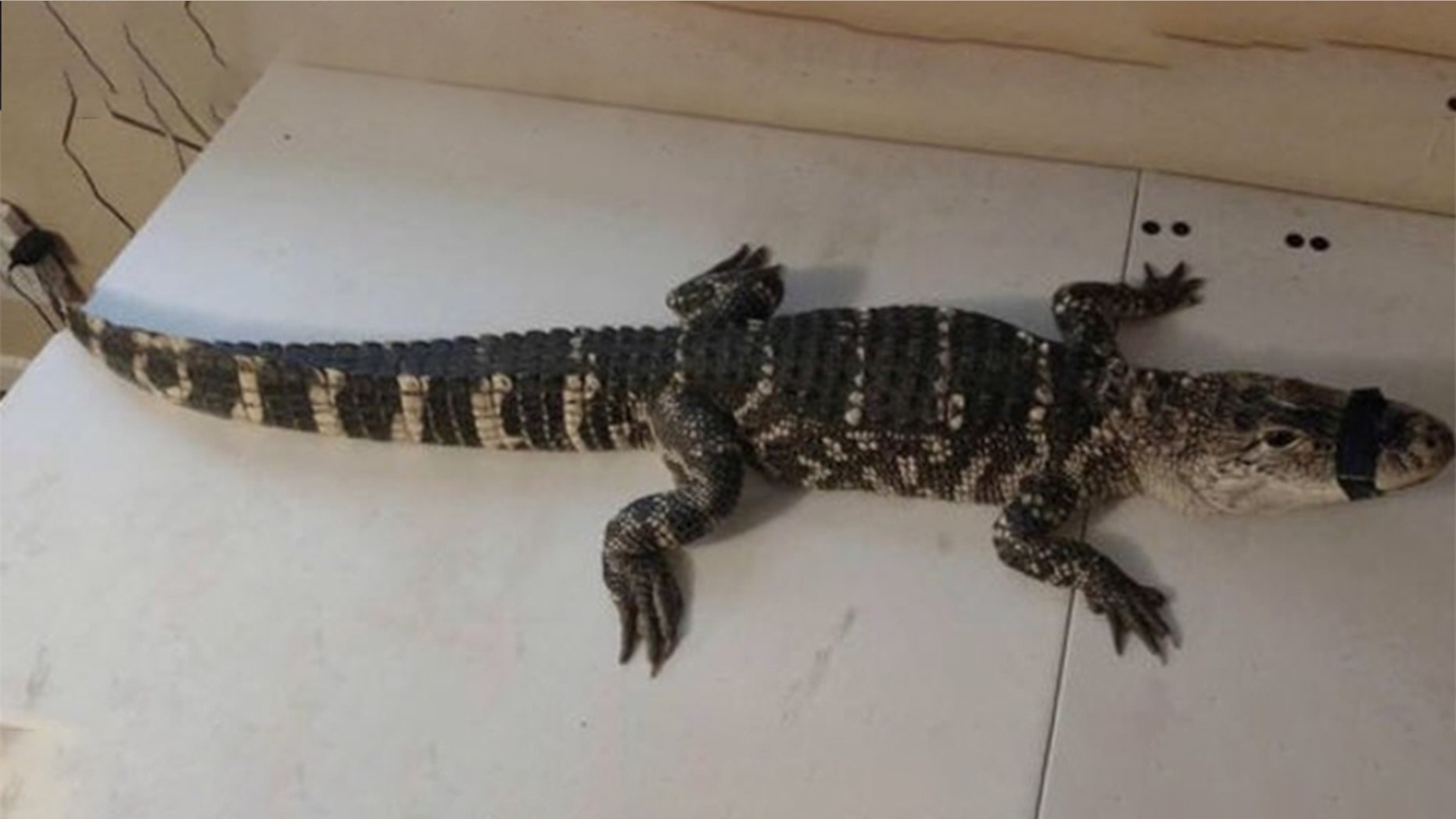 A 4-foot alligator was found in the basement of a Washington D.C. home on Wednesday, police said.
