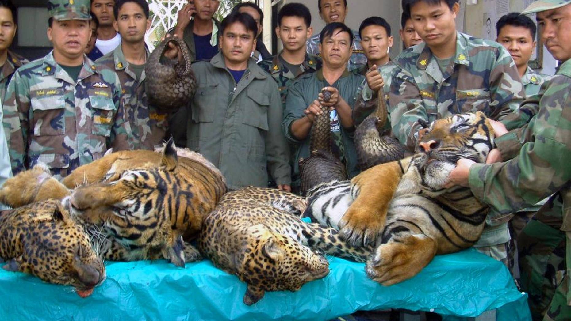 In this Jan. 29, 2008 file photo, Thai Navy officers and forestry officials display dead tigers, leopards and pangolins seized after a raid on an illegal wildlife trade on the bank of Mekong river in That Phanom district of Nakhon Phanom province, northeastern Thailand, when Thai officials seized 6 tigers, 5 leopards and 300 live pangolins bound for Laos. The traders fled the scene across the Mekong river to Laos. Conservation groups say Laos has promised to phase out tiger farms, which could help to curb the illegal trade in the endangered animals’ body parts and protect the depleted population of tigers in Asia. The groups say Laotian officials made the announcement in South Africa on Friday, Sept. 23, 2016, one day before the start of a meeting of the Convention on International Trade in Endangered Species of Wild Fauna and Flora, or CITES. Tiger parts are used in traditional medicine in some Asian countries. (AP Photo, File)