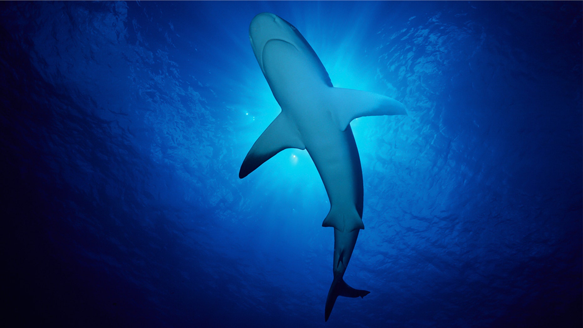 A tourist in the Bahamas was attacked by a shark while spearfishing.