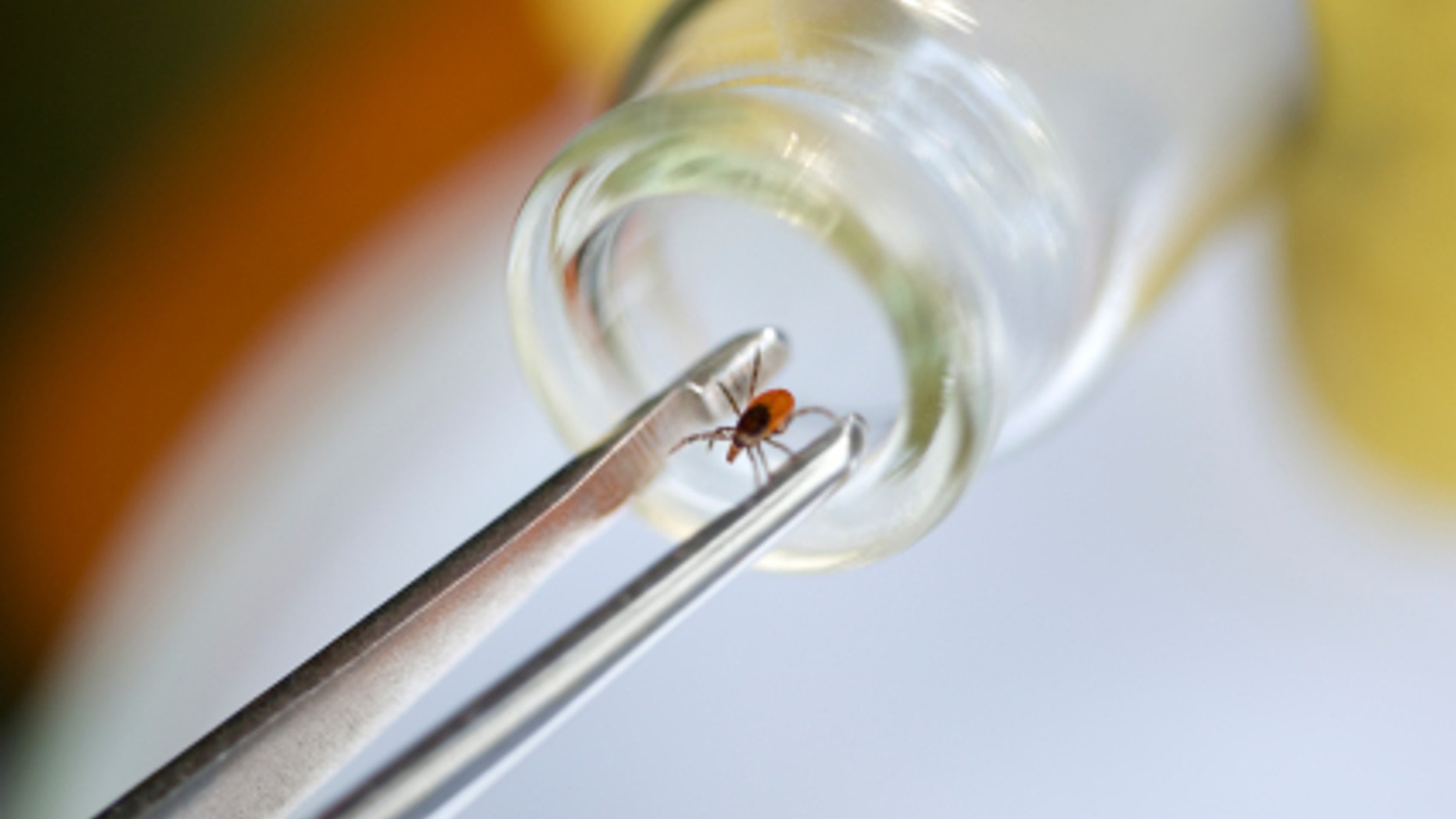 Entomologist takes dangerous tick for research