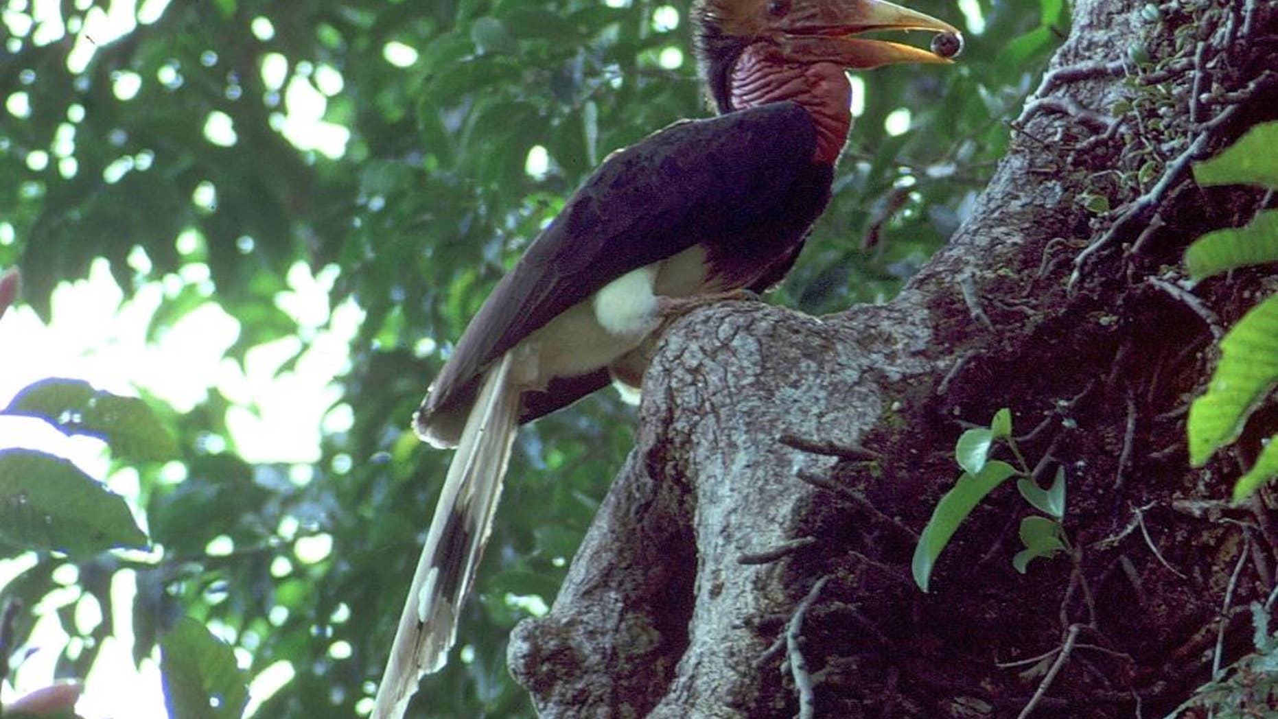 In this undated photo supplied by the Wildlife Conservation Society, a helmeted hornbill is perched on a nest in Thailand. Part of the bill of the critically endangered bird in Southeast Asia is sought by poachers as an ivory substitute and carved into ornaments, mainly for sale in China. (Mortne Strange/Wildlife Conservation Society via AP)