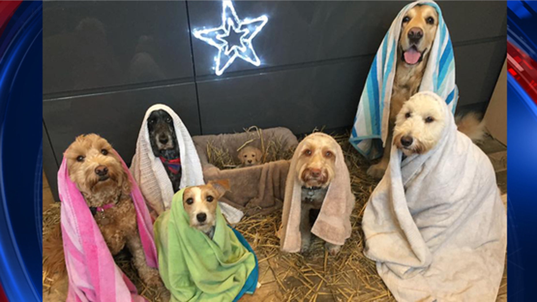 A UK dog groomer recreated the Nativity Scene using adorable pooches, including a puppy in the manger.