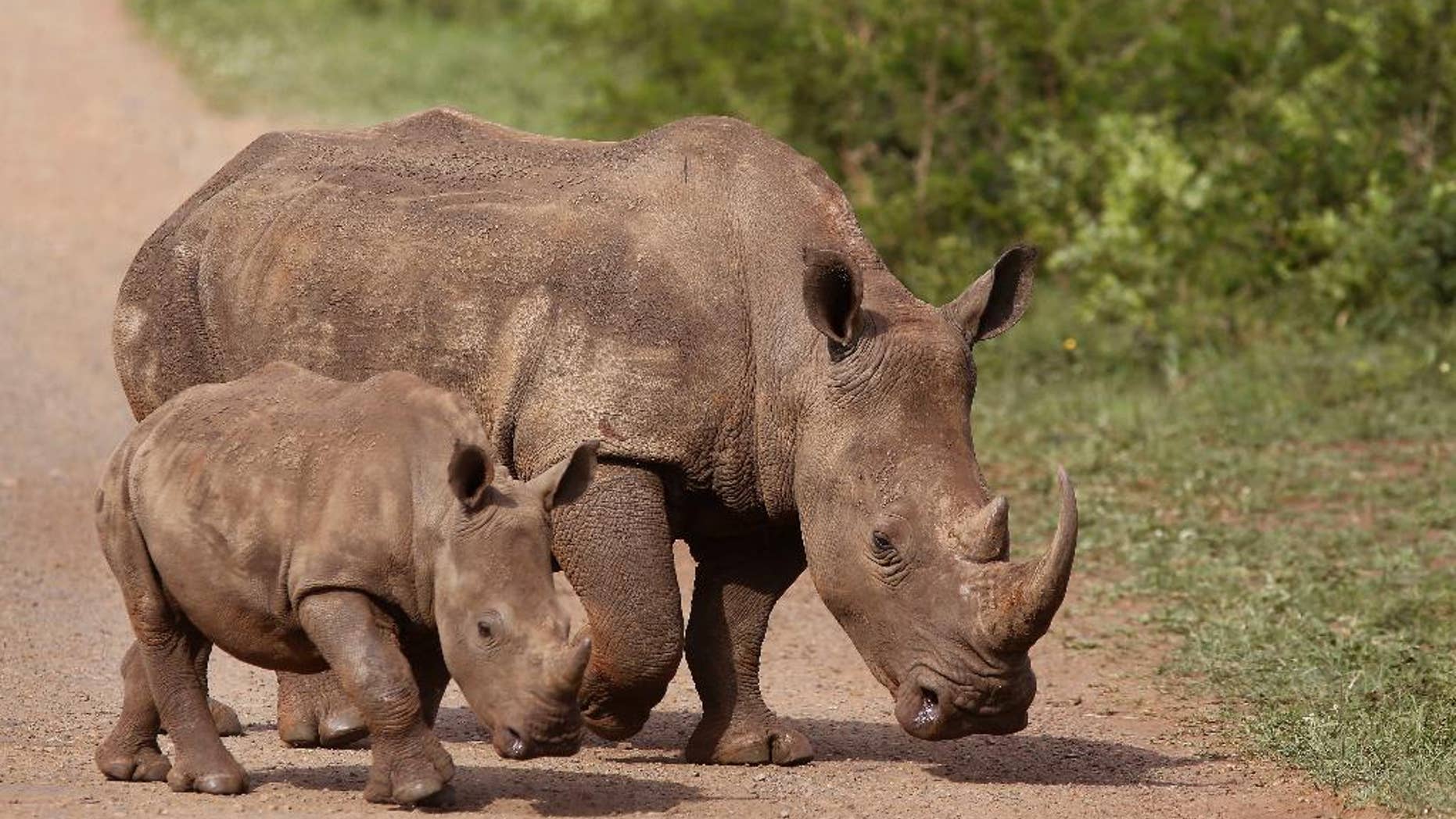 FILE - In this Sunday, Dec. 20, 2015 file photo, rhinos walk in the Hluhluwe-Imfolozi game reserve in South Africa. The African kingdom of Swaziland, which has 73 rhinos, said Monday that it could use funds from the sale of its stockpile of 330 kilograms (727 pounds) of rhino horn to pay for wildlife protection. Delegates, however, rejected the Swazi proposal by a vote of 100 to 26, with 17 abstentions. (AP Photo/Schalk van Zuydam, File)