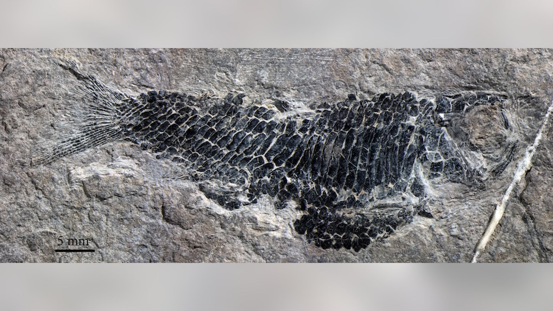 A female Wushaichthys exquisitus.