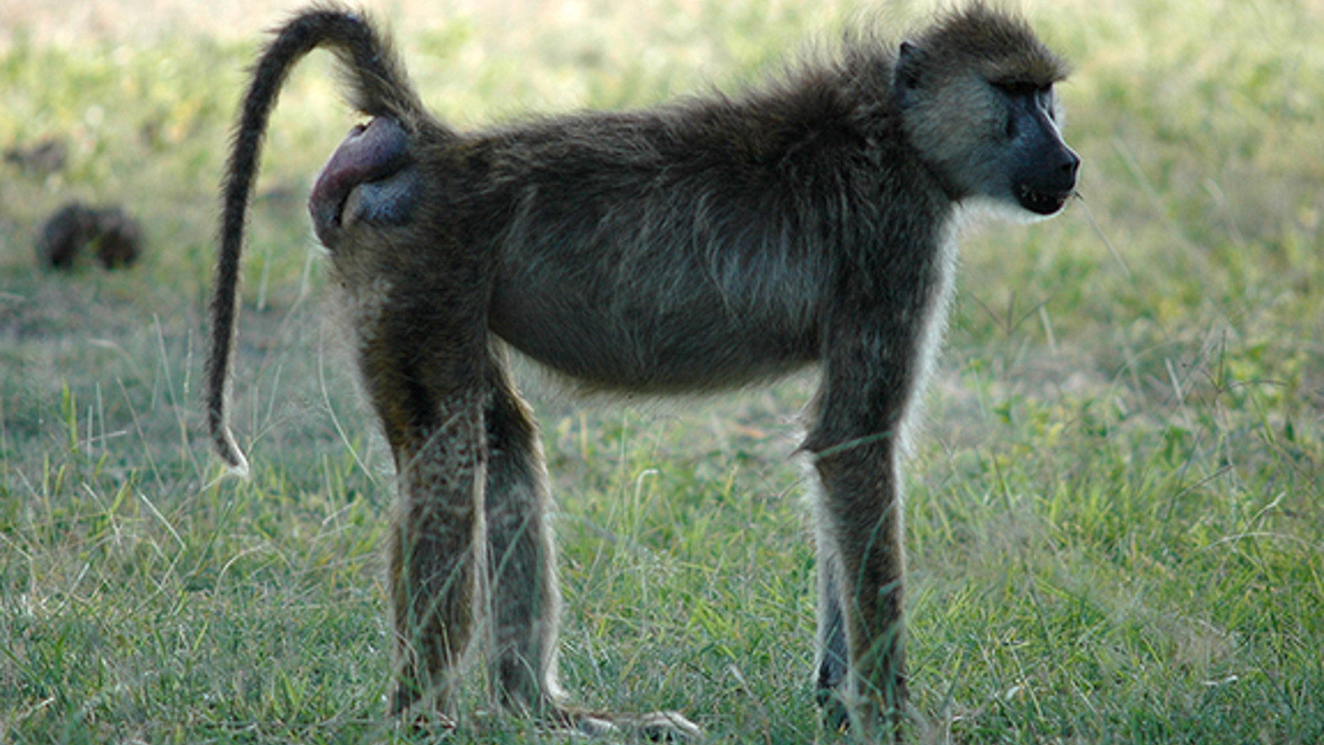 Noodle, a female baboon from Kenya, shows off her bright-red, swollen bottom, signaling ovulation is near.
