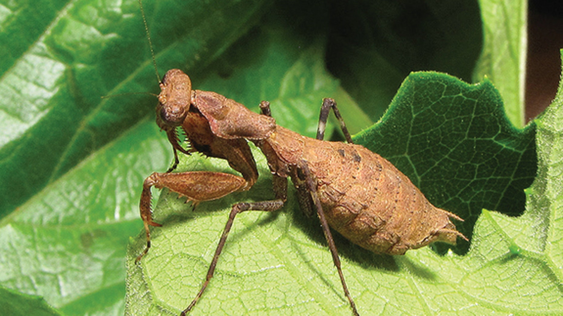 The female wingless "bush tiger mantis" (Dystacta tigrifrutex) from Nyungwe National Park in southwestern Rwanda.