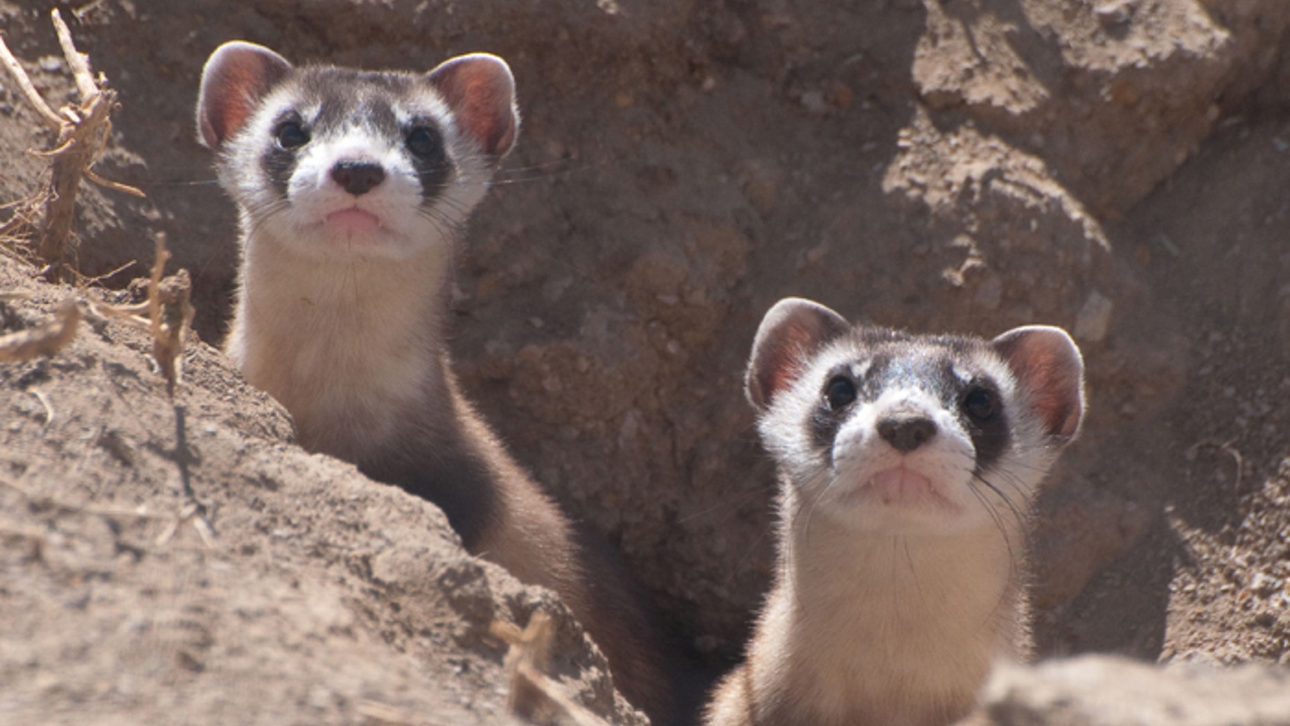 File photo - Two ferret kits peer out of a burrow (Photo Credit: Kimberly Tamkun, USFWS).