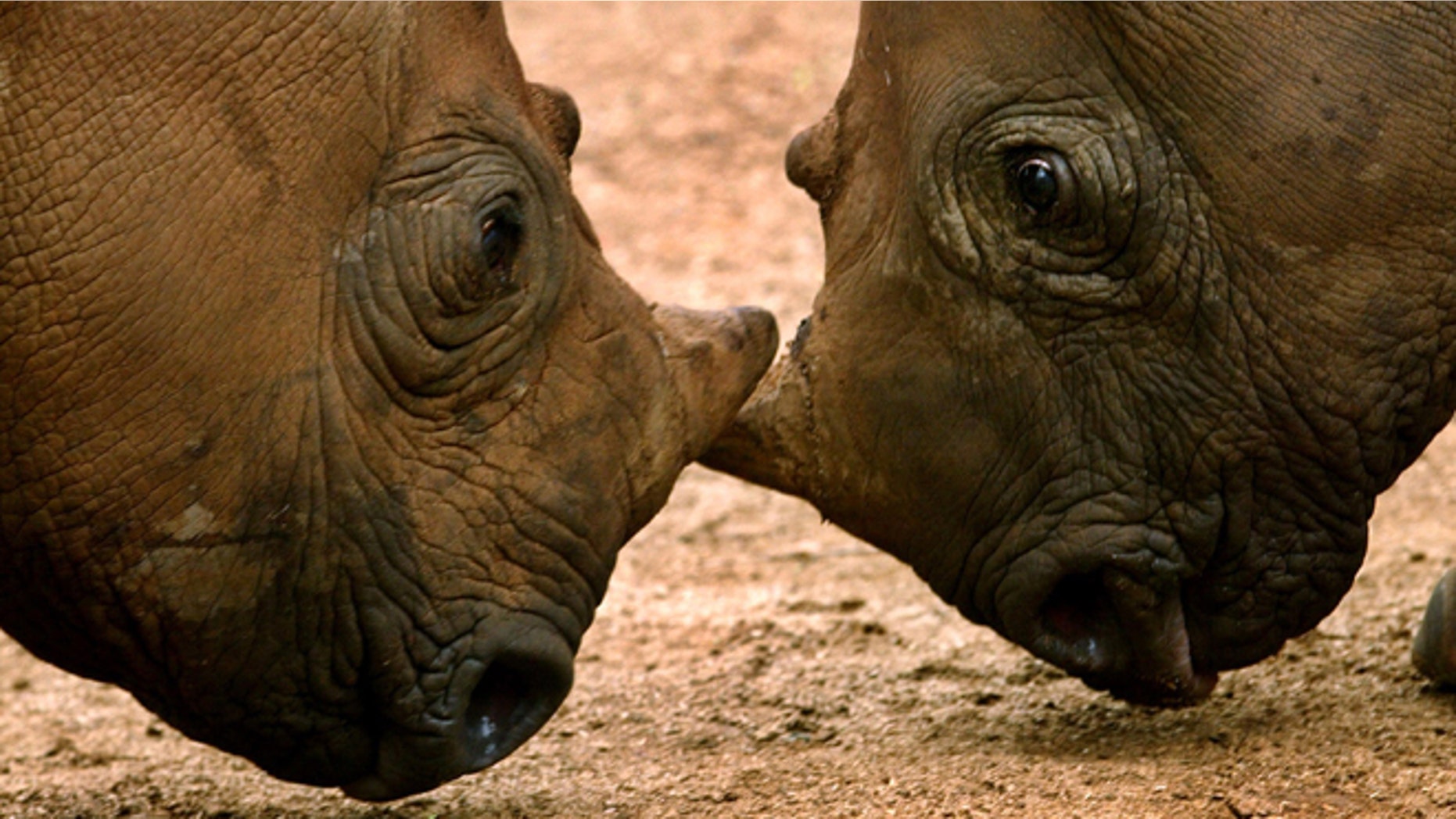 FILE - In this undated photo supplied by International Fund For Animal Welafre (IFAW), orphaned black rhinos square up after their release into a holding boma at Addo National Park, 50 miles north-east of Port Elizabeth, South Africa after each was abandoned at birth.