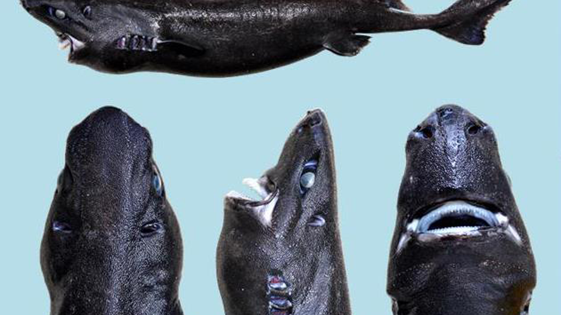 An image of the recently discovered species of lantershark named Etmopterus benchleyi. (Douglas J. Long and D. Ross Robertson)
