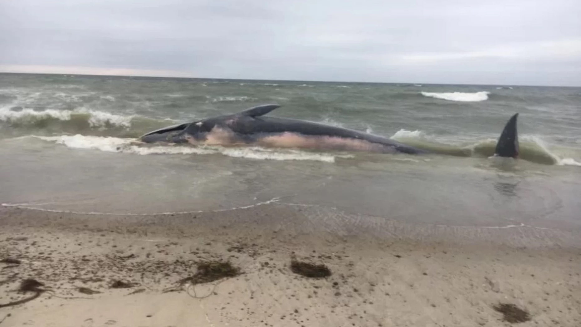 A dead fin whale (Balaenoptera physalus) washed up on a Massachusetts beach on Aug. 20. Credit: New England Aquarium