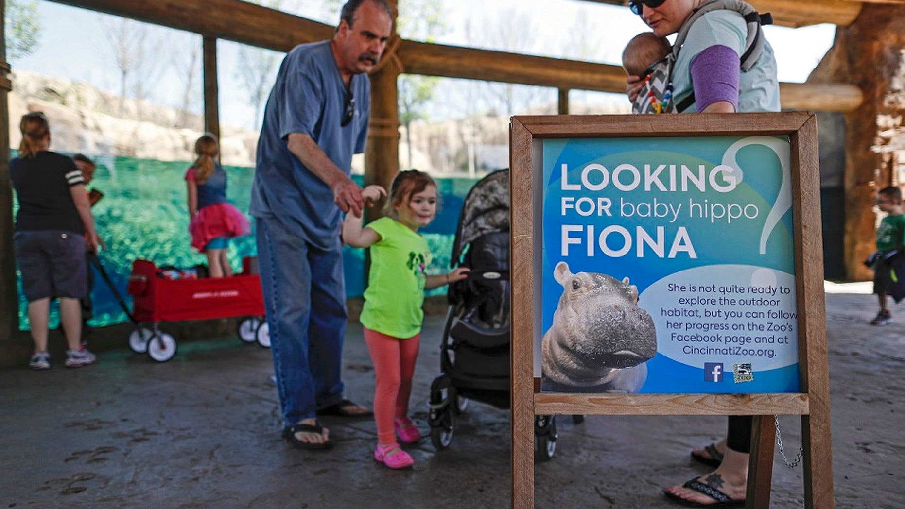 The Cincinnati Zoo and Botanical Garden announced that Fiona the hippo will make her media debut on Wednesday, May 31, 2017.